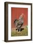 Carnation, WA. Hybrid Black Leghorn and Rhode Island Red rooster.-Janet Horton-Framed Photographic Print