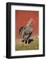 Carnation, WA. Hybrid Black Leghorn and Rhode Island Red rooster.-Janet Horton-Framed Photographic Print