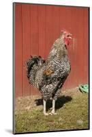 Carnation, WA. Hybrid Black Leghorn and Rhode Island Red rooster.-Janet Horton-Mounted Photographic Print