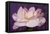 Carnation-Gordon Semmens-Framed Stretched Canvas