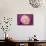 Carnation-Gordon Semmens-Framed Stretched Canvas displayed on a wall