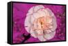 Carnation-Gordon Semmens-Framed Stretched Canvas