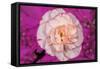 Carnation-Gordon Semmens-Framed Stretched Canvas