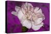 Carnation-Gordon Semmens-Stretched Canvas