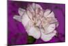 Carnation-Gordon Semmens-Mounted Photographic Print