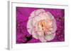 Carnation-Gordon Semmens-Framed Photographic Print