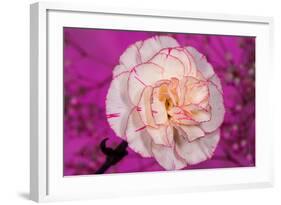 Carnation-Gordon Semmens-Framed Photographic Print