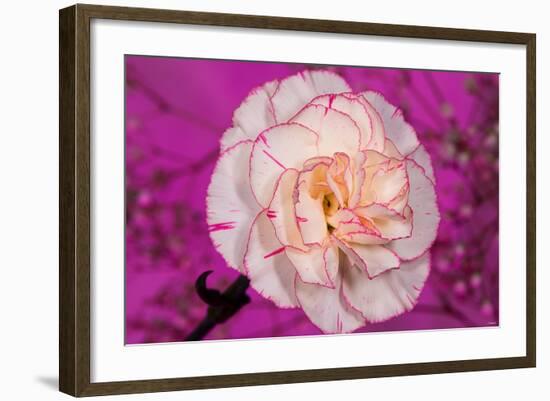 Carnation-Gordon Semmens-Framed Photographic Print