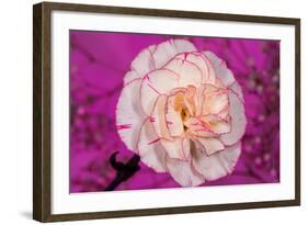 Carnation-Gordon Semmens-Framed Photographic Print