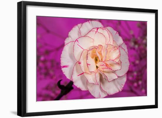 Carnation-Gordon Semmens-Framed Photographic Print