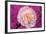 Carnation-Gordon Semmens-Framed Photographic Print