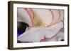 Carnation-Gordon Semmens-Framed Photographic Print