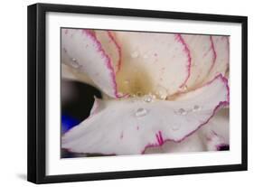 Carnation-Gordon Semmens-Framed Photographic Print