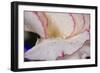 Carnation-Gordon Semmens-Framed Photographic Print