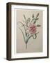 Carnation-Pierre-Joseph Redoute-Framed Art Print
