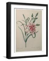 Carnation-Pierre-Joseph Redoute-Framed Art Print