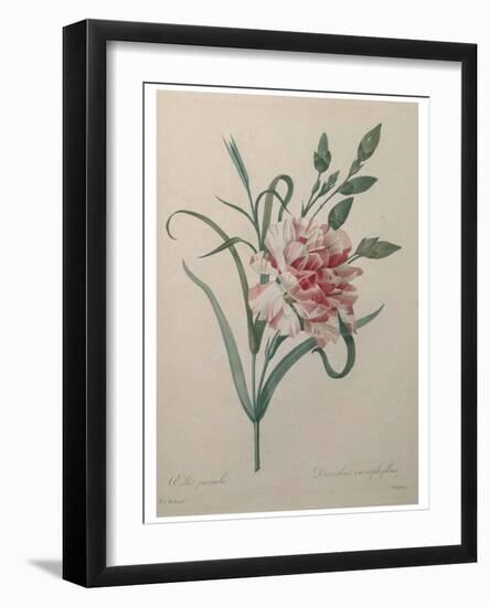 Carnation-Pierre-Joseph Redoute-Framed Art Print