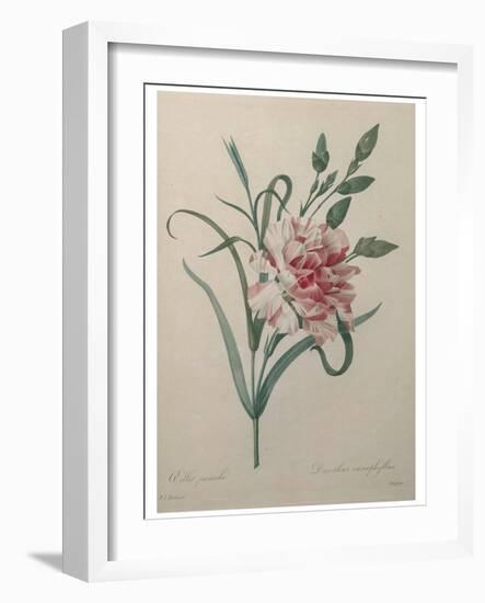 Carnation-Pierre-Joseph Redoute-Framed Art Print