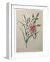 Carnation-Pierre-Joseph Redoute-Framed Art Print