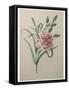 Carnation-Pierre-Joseph Redoute-Framed Stretched Canvas