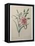 Carnation-Pierre-Joseph Redoute-Framed Stretched Canvas