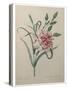 Carnation-Pierre-Joseph Redoute-Stretched Canvas
