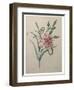 Carnation-Pierre-Joseph Redoute-Framed Art Print