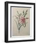 Carnation-Pierre-Joseph Redoute-Framed Art Print