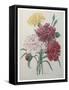 Carnation-Pierre-Joseph Redoute-Framed Stretched Canvas