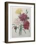 Carnation-Pierre-Joseph Redoute-Framed Art Print