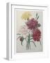 Carnation-Pierre-Joseph Redoute-Framed Art Print