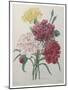 Carnation-Pierre-Joseph Redoute-Mounted Art Print