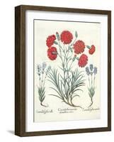 Carnations and Lavender from the 'Hortus Eystettensis' by Basil Besler-null-Framed Giclee Print