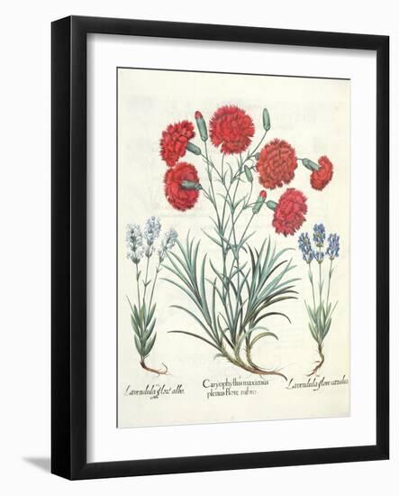 Carnations and Lavender from the 'Hortus Eystettensis' by Basil Besler-null-Framed Giclee Print