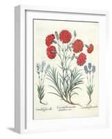 Carnations and Lavender from the 'Hortus Eystettensis' by Basil Besler-null-Framed Giclee Print