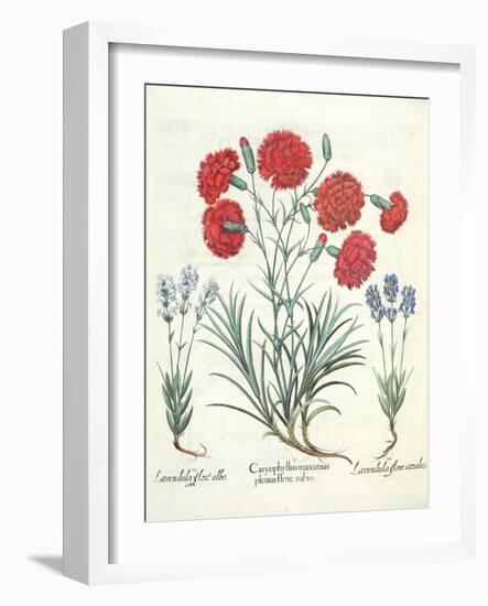 Carnations and Lavender from the 'Hortus Eystettensis' by Basil Besler-null-Framed Giclee Print