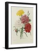 Carnations, from 'Choix Des Plus Belles Fleures', C.1833-Pierre Joseph Redout?-Framed Premium Giclee Print