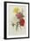 Carnations, from 'Choix Des Plus Belles Fleures', C.1833-Pierre Joseph Redout?-Framed Premium Giclee Print