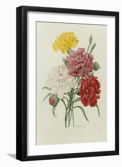 Carnations, from 'Choix Des Plus Belles Fleures', C.1833-Pierre Joseph Redout?-Framed Premium Giclee Print