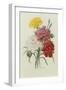 Carnations, from 'Choix Des Plus Belles Fleures', C.1833-Pierre Joseph Redout?-Framed Premium Giclee Print