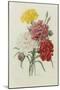 Carnations, from 'Choix Des Plus Belles Fleures', C.1833-Pierre Joseph Redout?-Mounted Premium Giclee Print