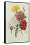 Carnations, from 'Choix Des Plus Belles Fleures', C.1833-Pierre Joseph Redout?-Framed Stretched Canvas