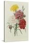 Carnations, from 'Choix Des Plus Belles Fleures', C.1833-Pierre Joseph Redout?-Stretched Canvas