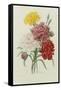 Carnations, from 'Choix Des Plus Belles Fleures', C.1833-Pierre Joseph Redout?-Framed Stretched Canvas