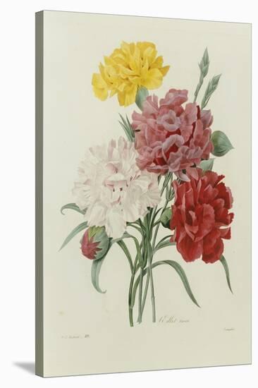Carnations, from 'Choix Des Plus Belles Fleures', C.1833-Pierre Joseph Redout?-Stretched Canvas