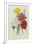 Carnations, from 'Choix Des Plus Belles Fleures', C.1833-Pierre Joseph Redout?-Framed Giclee Print