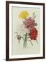 Carnations, from 'Choix Des Plus Belles Fleures', C.1833-Pierre Joseph Redout?-Framed Giclee Print