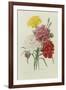 Carnations, from 'Choix Des Plus Belles Fleures', C.1833-Pierre Joseph Redout?-Framed Giclee Print