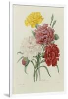 Carnations, from 'Choix Des Plus Belles Fleures', C.1833-Pierre Joseph Redout?-Framed Giclee Print