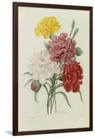 Carnations, from 'Choix Des Plus Belles Fleures', C.1833-Pierre Joseph Redout?-Framed Giclee Print